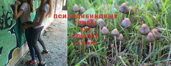 ГАЛЛЮЦИНОГЕННЫЕ ГРИБЫ Белокуриха